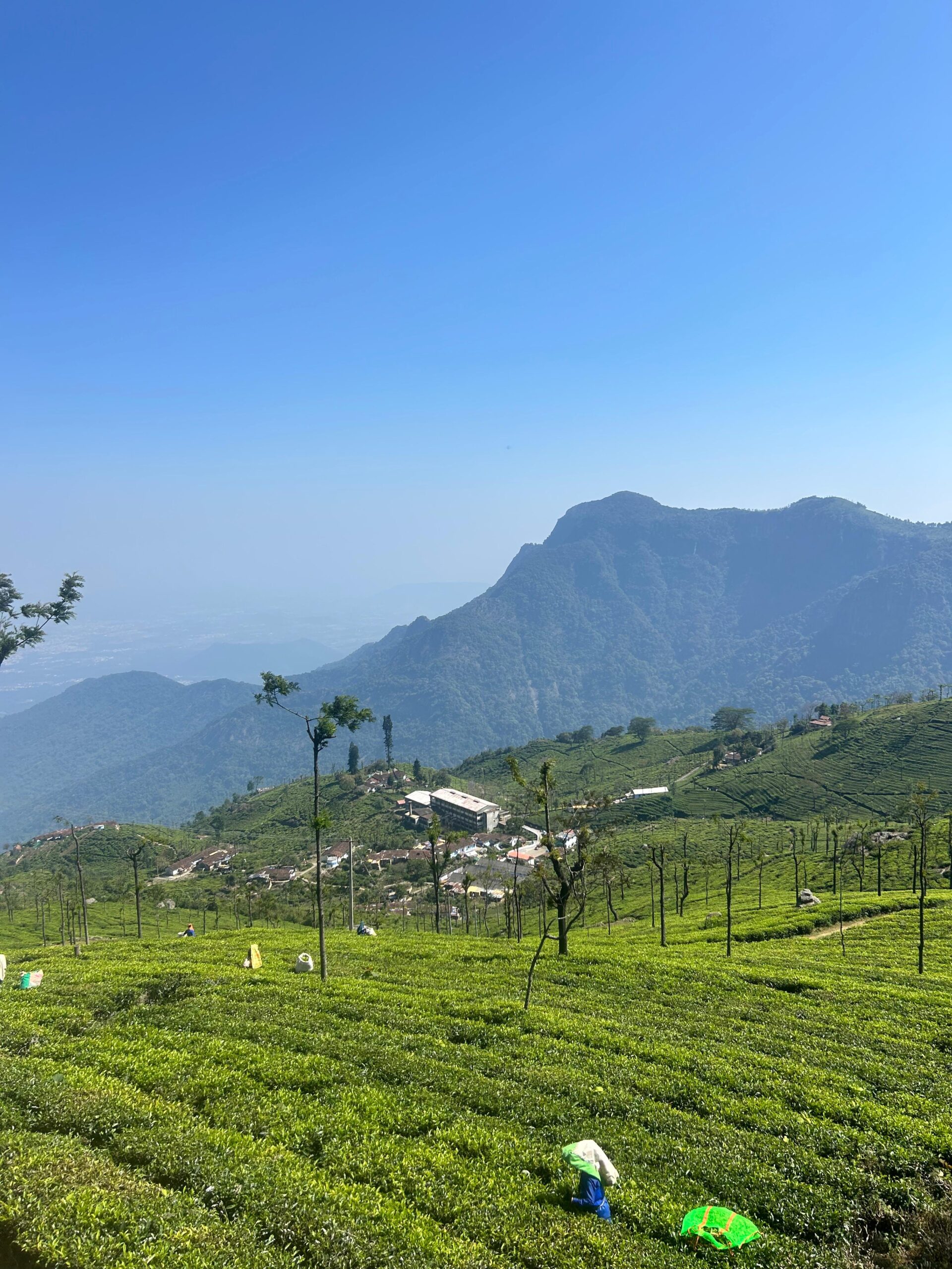 tea estate