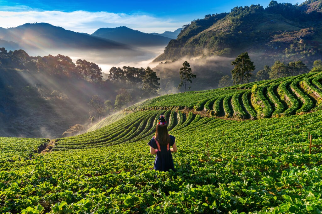 tea estate